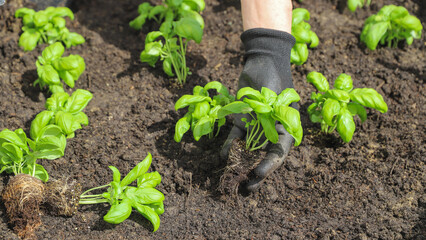 Woman planting basil seedlings in soil, closeup. Gardening concept