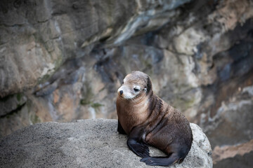 sea lions seals wharf ocean brown fur