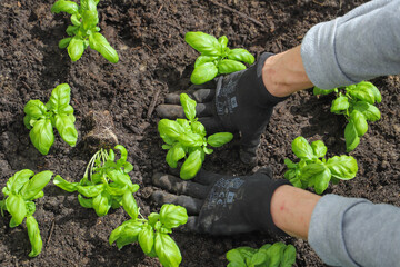 Woman planting basil seedlings in soil, closeup. Gardening concept