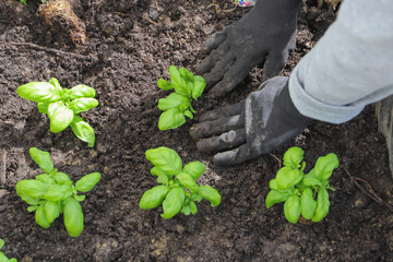 Woman planting basil seedlings in soil, closeup. Gardening concept