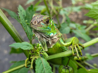 A light green iguana with colorful scales and sharp details poses among natural green foliage, highlighting the beauty of the exotic reptile.