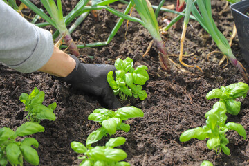 Woman planting basil seedlings in soil, closeup. Gardening concept
