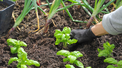 Woman planting basil seedlings in soil, closeup. Gardening concept