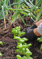 Woman planting basil seedlings in soil, closeup. Gardening concept