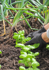 Woman planting basil seedlings in soil, closeup. Gardening concept