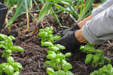 Woman planting basil seedlings in soil, closeup. Gardening concept