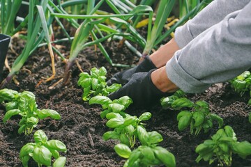 Woman planting basil seedlings in soil, closeup. Gardening concept