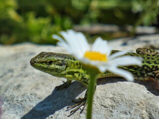 lizard on the rock