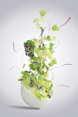 Food Levitation -  Salad 