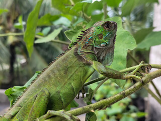 A light green iguana with colorful scales and sharp details poses among natural green foliage, highlighting the beauty of the exotic reptile.