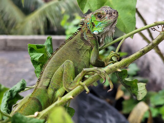 A light green iguana with colorful scales and sharp details poses among natural green foliage, highlighting the beauty of the exotic reptile.