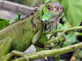 A light green iguana with colorful scales and sharp details poses among natural green foliage, highlighting the beauty of the exotic reptile.