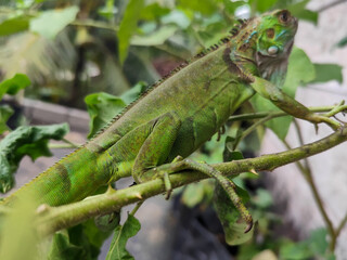A light green iguana with colorful scales and sharp details poses among natural green foliage,...
