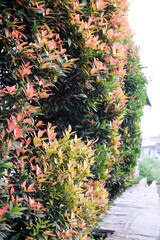 Red lip tree ornamental plant towers high on the side of the road. This plant is a type of Syzygium...