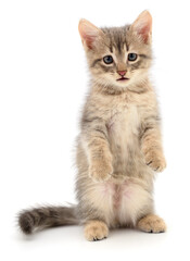 Kitten on white background.