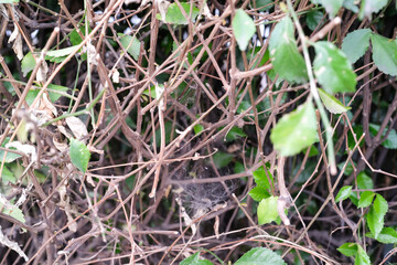 Textured Backgrounds bushes full of twigs and thorns. Thick bushes form a barrier on the edge of the highway. Detailed texture of twigs and leaves of hedge plants. Abstract backgrounds with Copy space
