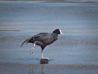 Fulica Atra on one paw in Garda Lake