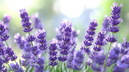 Lavender blooms flourishing in a serene garden during early summer, showcasing vibrant purple colors and delicate petals