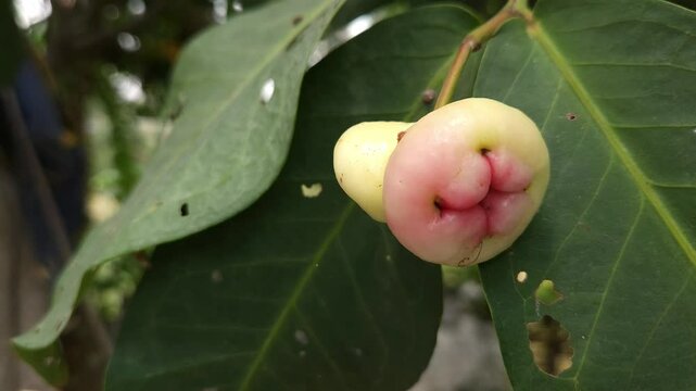 Low angle shot of pink Rose apple, scientifically known as Syzygium jambos, it has many common names Mountain Apple (champoo), Cloud apple, Wax apple, Malay apple, and Pau T&ecirc;e (Penang Hokkien).