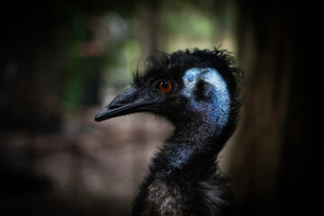 Close up portrait emu bird face outdoor farm eyes beak native australia