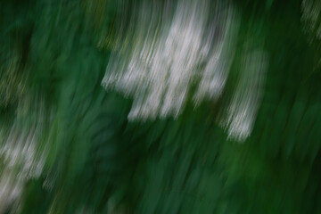A vibrant display of green leaves and delicate white flowers creates a lush natural environment....