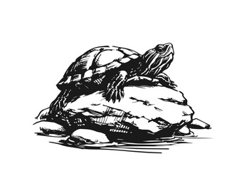 Yellow-Bellied Slider Hand Drawn Natural Illustration Vector Isolated by AZ for Books, Arts, Design and Decoration Graphic Asset