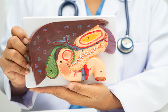 Liver with gallbladder, pancreas spleen and duodenum, Asian doctor holding human anatomy model for study diagnosis and treatment in hospital.