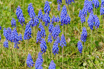 ムスカリが咲き誇る春の草地