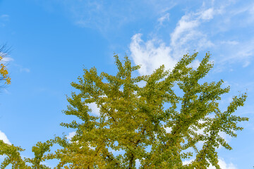 秋空に映えるイチョウの黄葉