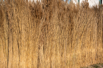 Bundled reeds stand upright and are used as a building material. The stalks display natural colors and organic lines.