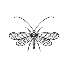  line art of lace bug with net like wings  insects on the white background