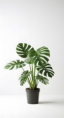 Fototapeta premium Monstera Deliciosa plant in a black pot against a white wall