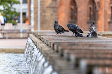 Several pigeons perch on the edge of a cascading stone fountain. The birds rest and drink in an urban square with blurred city background.
