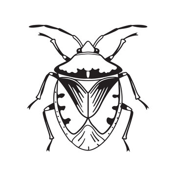 black and white stink bug drawing clip art preview