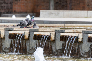 A group of pigeons gathers at the edge of a granite fountain with cascading water. The birds drink and rest on a sunny day in the city.
