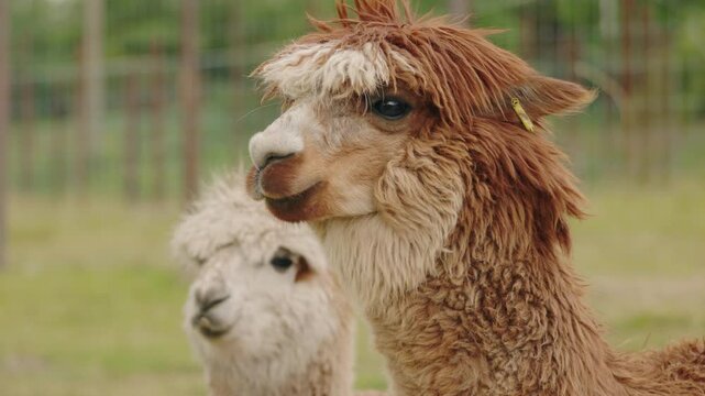 Close-up of two fluffy alpacas with curly fur, one looking directly at the camera with an expressive face
