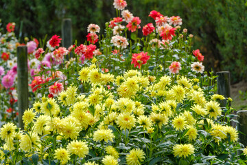 色とりどりのダリアが咲き誇る花壇