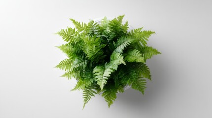 Fototapeta premium Closeup of vibrant lush green fern fronds on white background highlighting natural freshness and detailed textures.