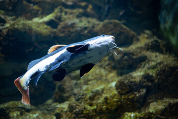 Flathead catfish in an aquarium. Flathead catfish is the only representative of the genus...