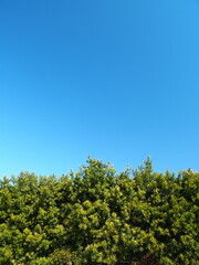 槇の生垣と春の青空