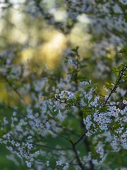 tree in spring