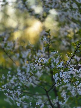 Fototapeta tree in spring
