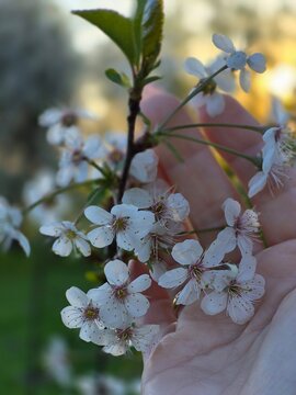 Fototapeta cherry blossom in spring