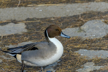 オナガガモのオスのクローズアップポートレート