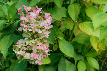 Hydrangea is growing in cottage garden. Dry Hydrangea grows in park in autumn. Sunny day.