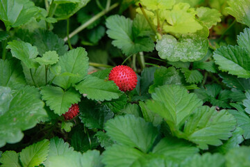 Meadow or open areas. Wild strawberry bushes with berries growing. Natural wild strawberries. Sunny day.