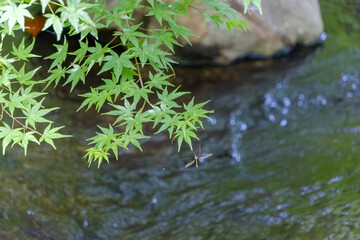 モミジの葉と清流に舞うガガンボの風景