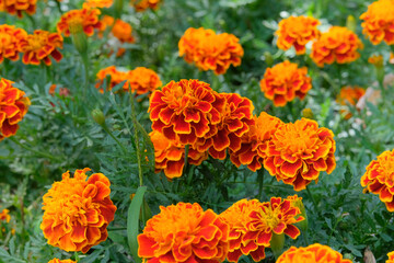 Garden decor. Floral decoration. Marigold plant with orange flowers on a white background.