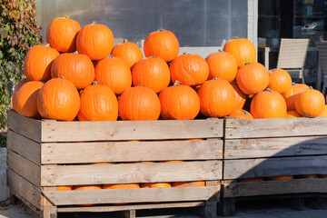 Pumpkins are used for Halloween decorations. Many orange pumpkins are sold at local market. Farming. Countryside garden.