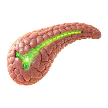 3d rendered transparent  illustration of a pancreases 